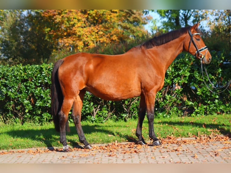 Hanoverian Mare 15 years 16,1 hh Brown in Selsingen