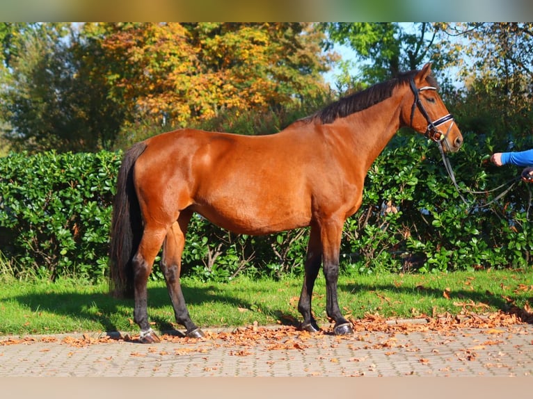 Hanoverian Mare 15 years 16,1 hh Brown in Selsingen