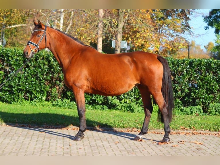 Hanoverian Mare 15 years 16,1 hh Brown in Selsingen