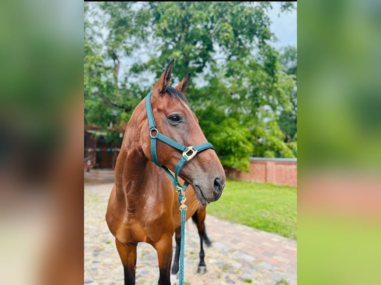 Hanoverian Mare 15 years 16.1 hh Brown in Gadow