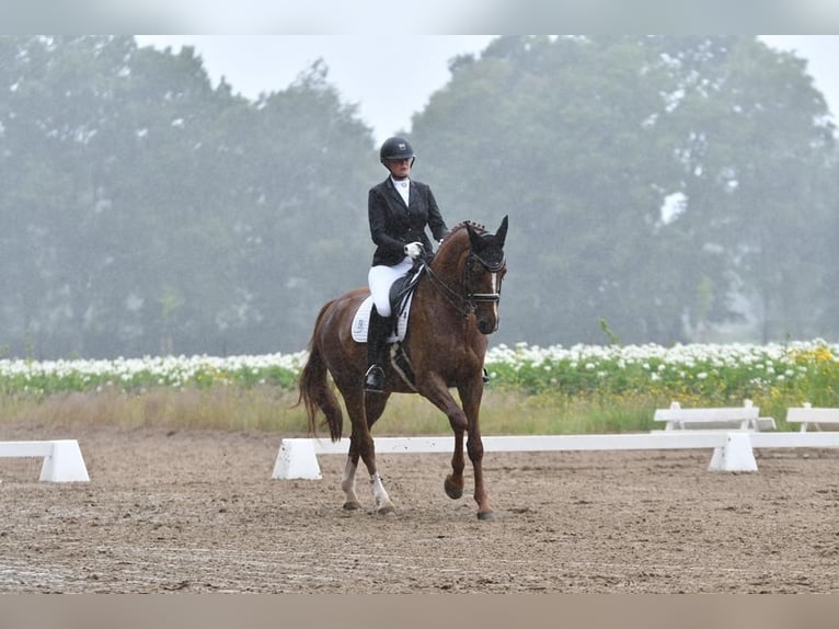 Hanoverian Mare 15 years 16.1 hh Chestnut in Kirchlinteln