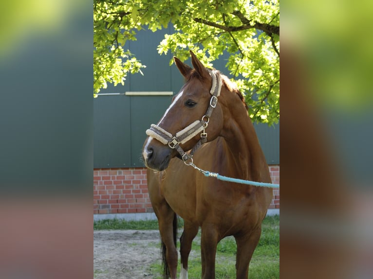 Hanoverian Mare 15 years 16.1 hh Chestnut in Kirchlinteln