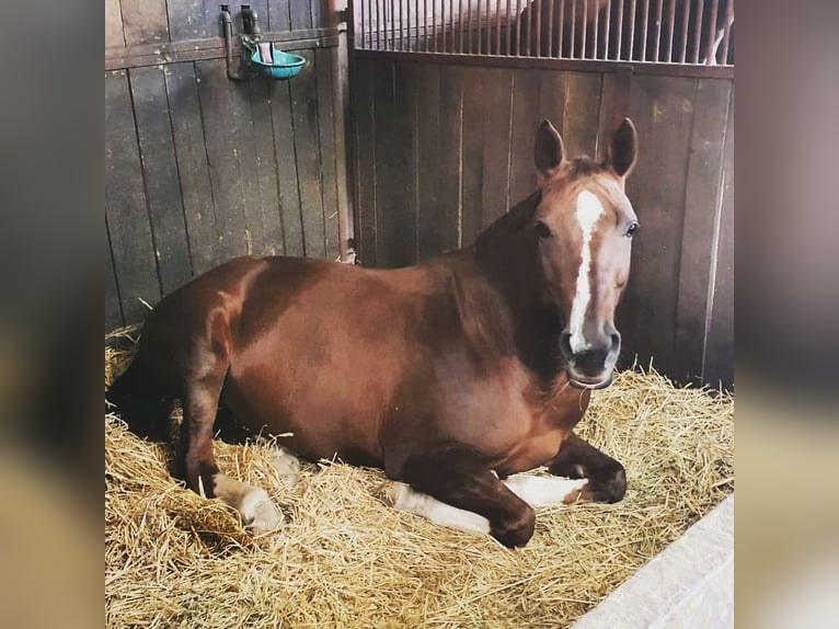 Hanoverian Mare 15 years 16.1 hh Chestnut in Recke