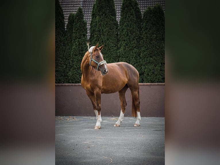 Hanoverian Mare 15 years 16.1 hh Chestnut in Recke