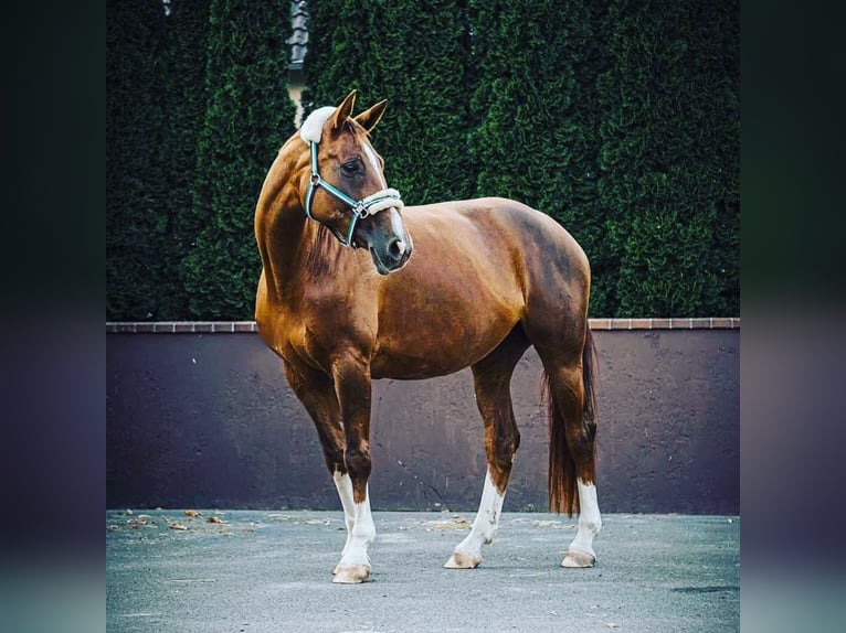 Hanoverian Mare 15 years 16.1 hh Chestnut in Recke
