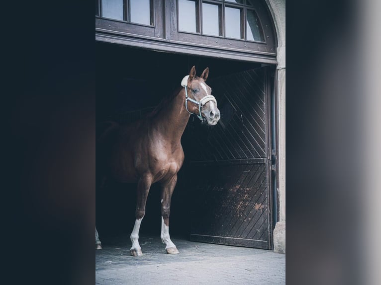 Hanoverian Mare 15 years 16.1 hh Chestnut in Recke