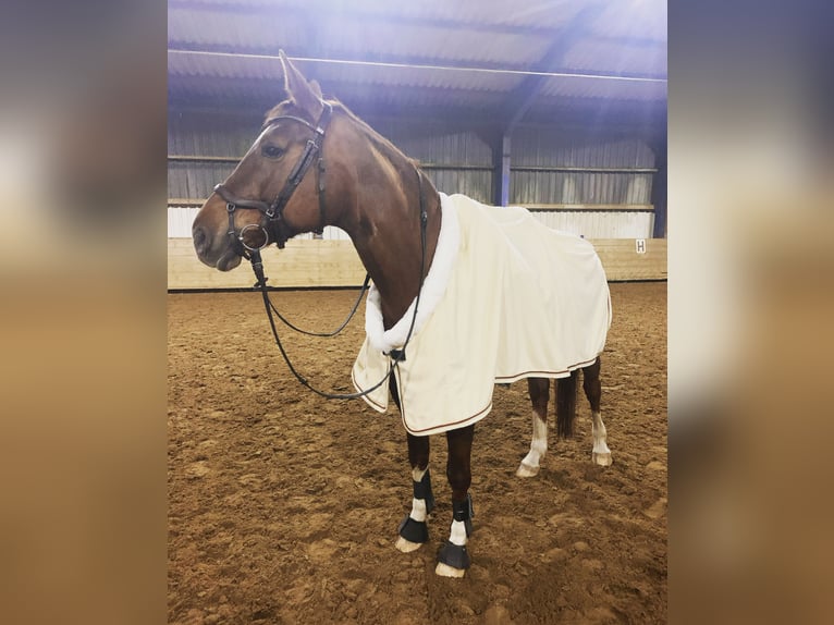 Hanoverian Mare 15 years 16.1 hh Chestnut in Recke