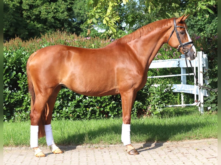 Hanoverian Mare 15 years 16.1 hh Chestnut-Red in Selsingen
