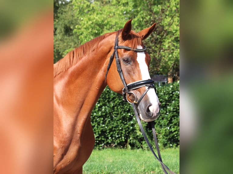 Hanoverian Mare 15 years 16.1 hh Chestnut-Red in Selsingen
