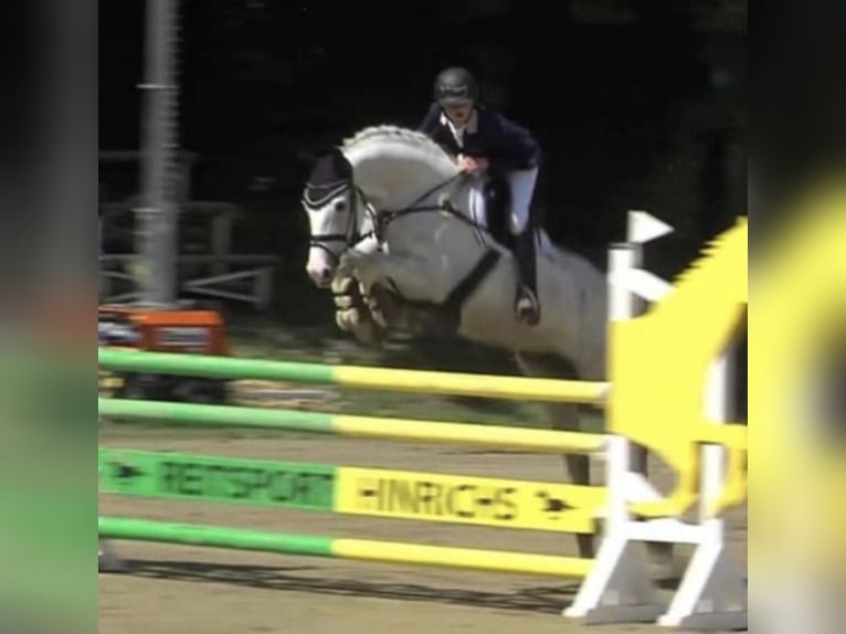 Hanoverian Mare 15 years 16.1 hh Grey in Wolfsbach