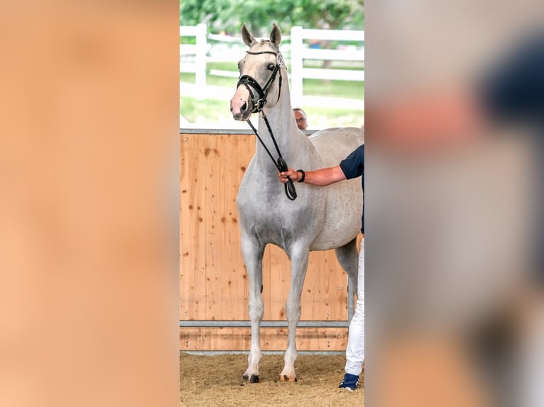 Hanoverian Mare 15 years 16.1 hh Grey in Wolfsbach