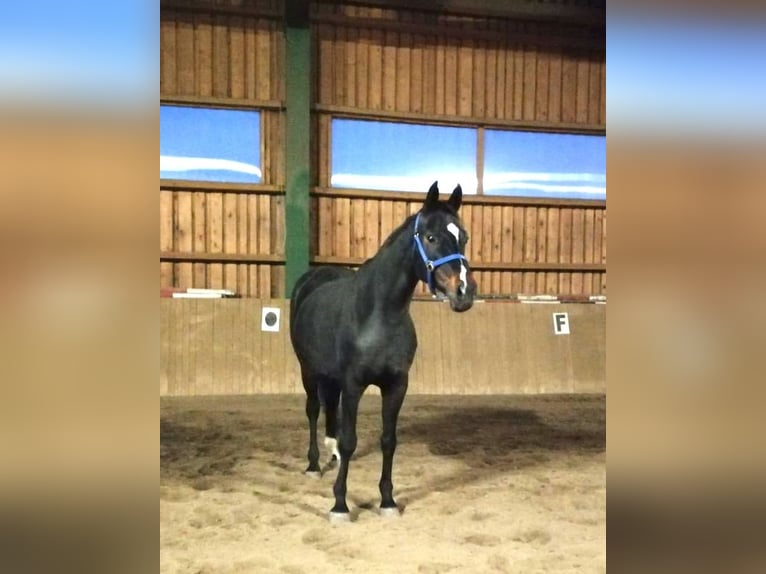 Hanoverian Mare 15 years 16.1 hh Smoky-Black in Groß Siegharts