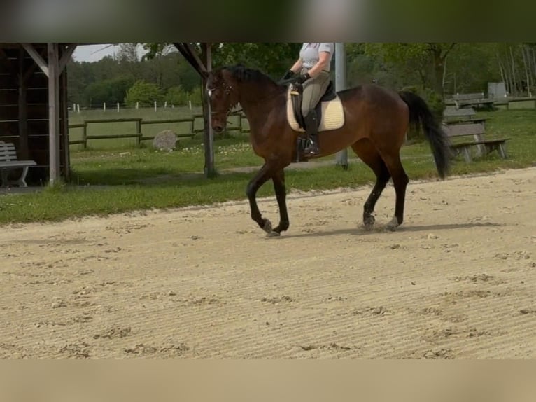 Hanoverian Mix Mare 15 years 16.2 hh Bay-Dark in Münster