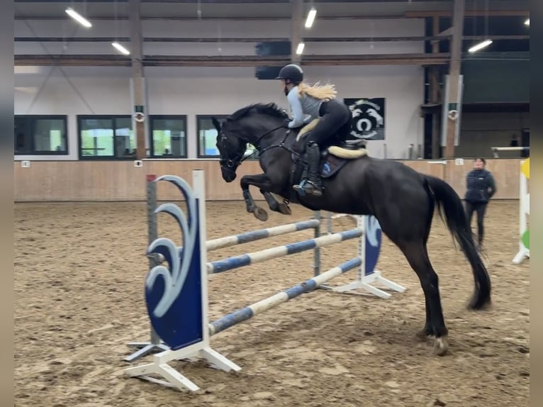 Hanoverian Mare 15 years 16,2 hh Black in Rhede