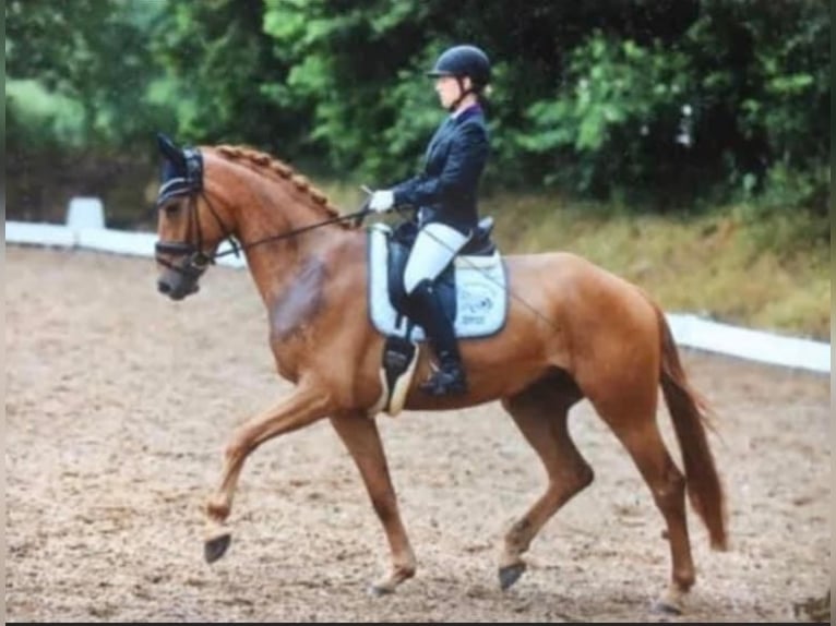 Hanoverian Mare 15 years 16,2 hh Brown in Esens