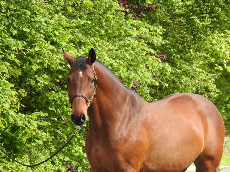 Hanoverian Mare 15 years 16.2 hh Brown in Verl