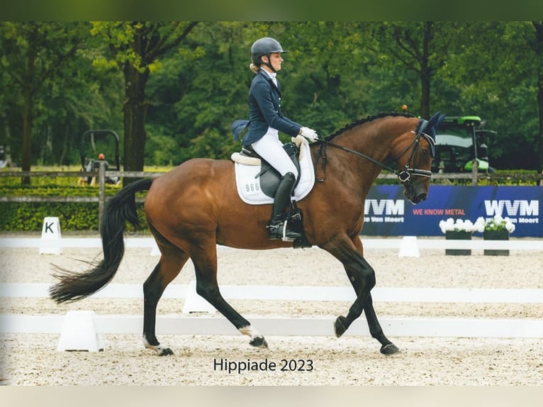 Hanoverian Mare 15 years 16.2 hh Brown in Enschede