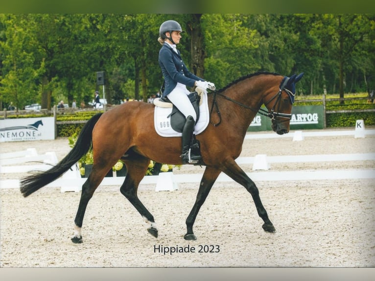 Hanoverian Mare 15 years 16.2 hh Brown in Enschede