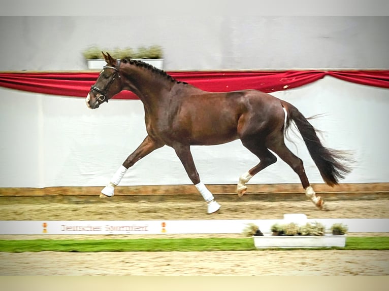 Hanoverian Mare 15 years 16,2 hh Chestnut in Eilenburg