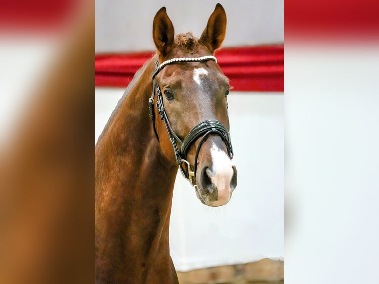 Hanoverian Mare 15 years 16,2 hh Chestnut in Eilenburg