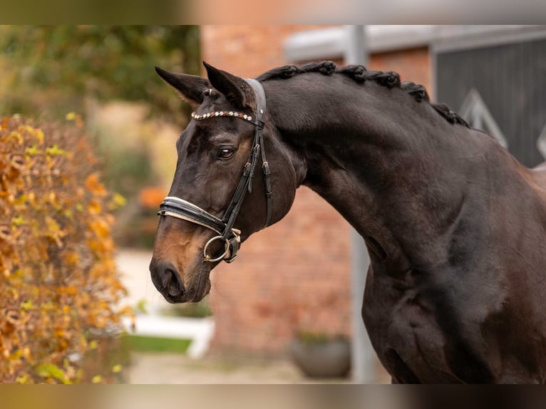 Hanoverian Mare 15 years 16,3 hh Bay-Dark in Berlin