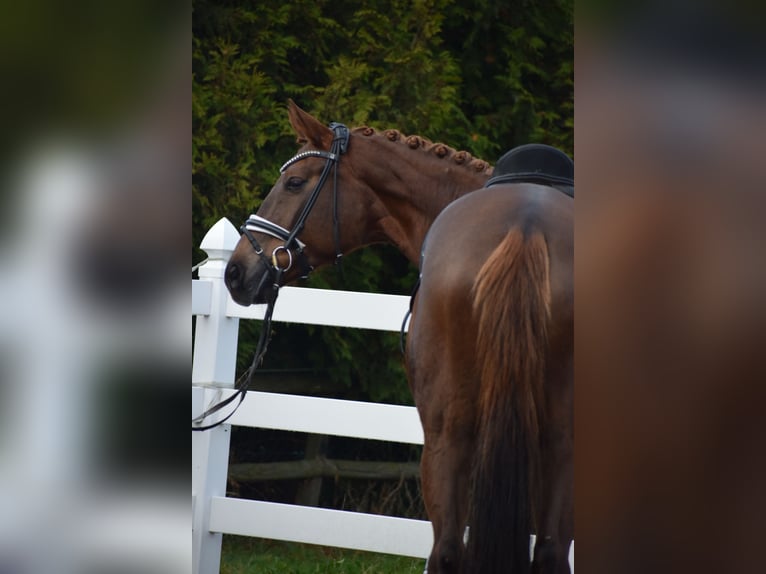 Hanoverian Mare 15 years 16,3 hh Chestnut in Dätgen