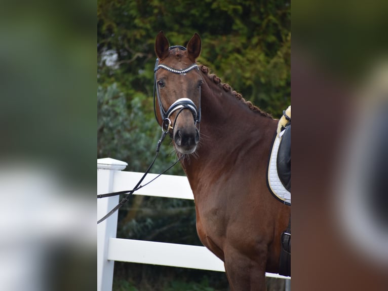 Hanoverian Mare 15 years 16,3 hh Chestnut in Dätgen