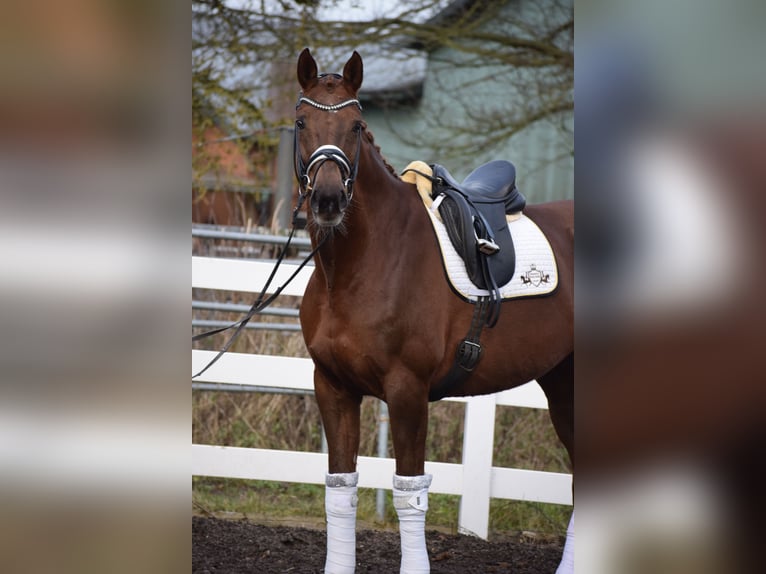 Hanoverian Mare 15 years 16,3 hh Chestnut in Dätgen