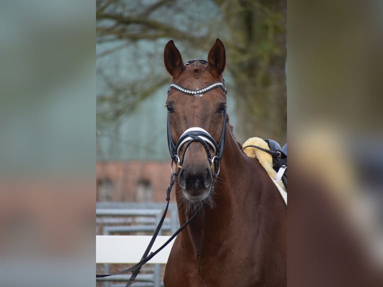 Hanoverian Mare 15 years 16,3 hh Chestnut in Dätgen