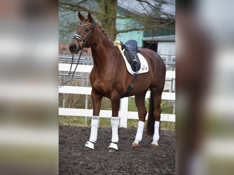 Hanoverian Mare 15 years 16,3 hh Chestnut in Dätgen