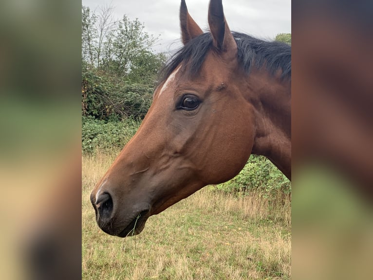 Hanoverian Mare 15 years 16 hh Bay in Offenbach