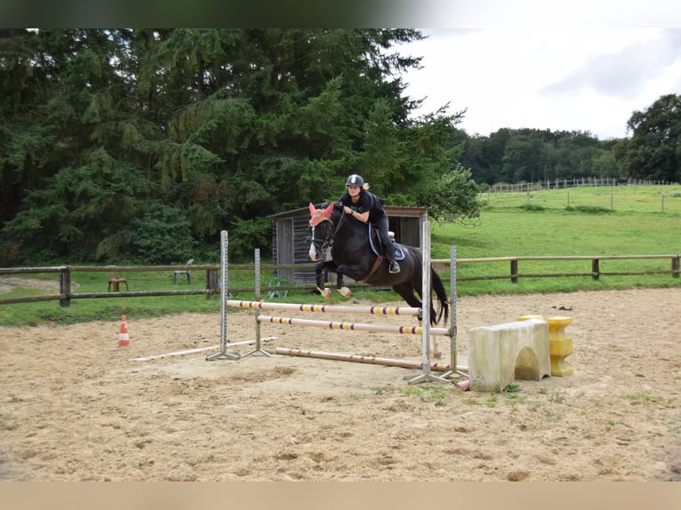 Hanoverian Mare 15 years 16 hh Black in Heudreville-sur-Eure