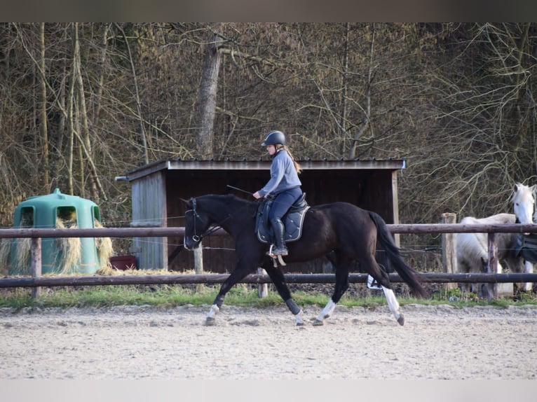 Hanoverian Mare 15 years 16 hh Black in Heudreville-sur-Eure