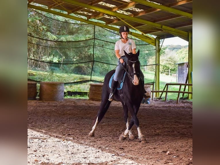 Hanoverian Mare 15 years 16 hh Black in Heudreville-sur-Eure