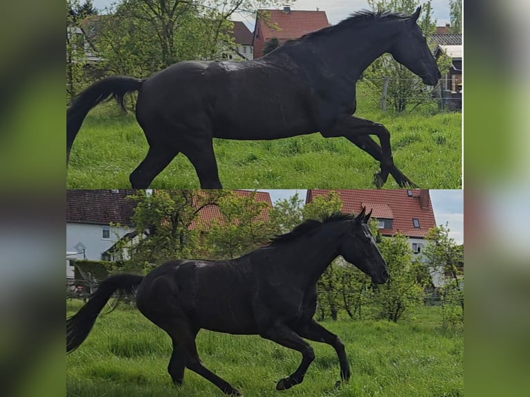 Hanoverian Mare 15 years 16 hh Black in Liebenburg