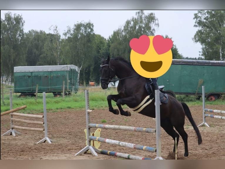 Hanoverian Mare 15 years 16 hh Black in Liebenburg