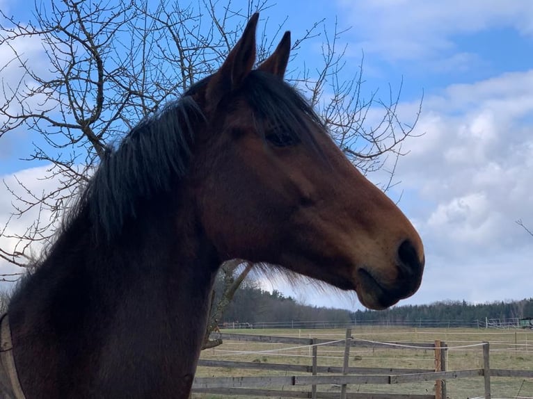 Hanoverian Mare 15 years 16 hh Brown in Oberthulba
