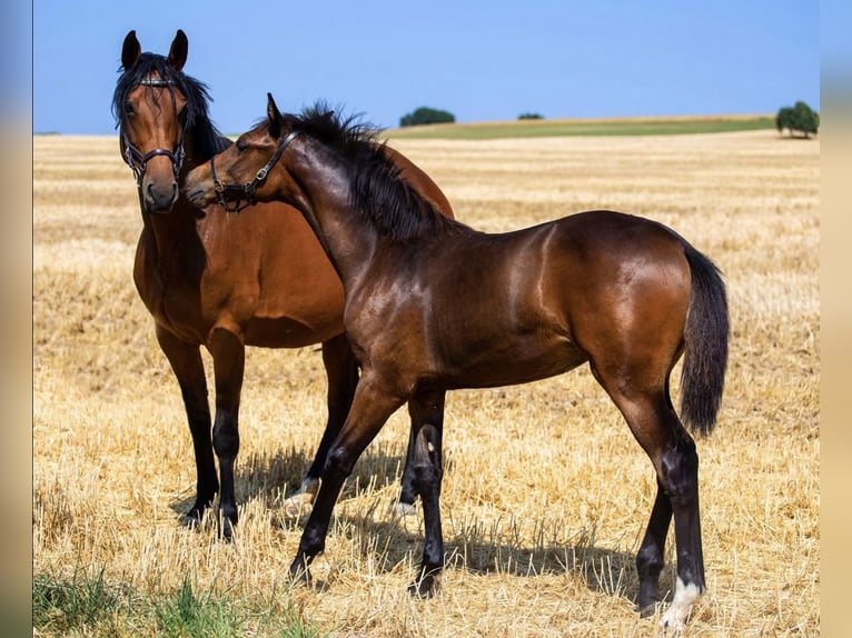 Hanoverian Mare 15 years 16 hh Brown in Oberthulba
