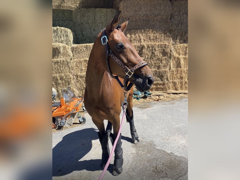Hanoverian Mare 15 years 16 hh Brown in Fußach