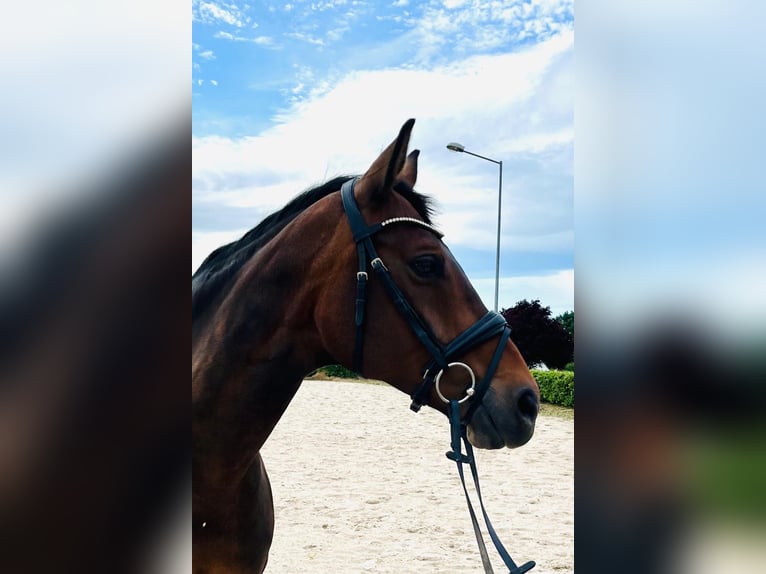 Hanoverian Mare 15 years 16 hh Brown in Coppenbrügge