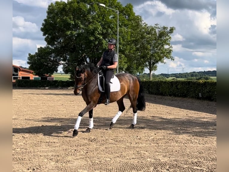 Hanoverian Mare 15 years 16 hh Brown in Coppenbrügge