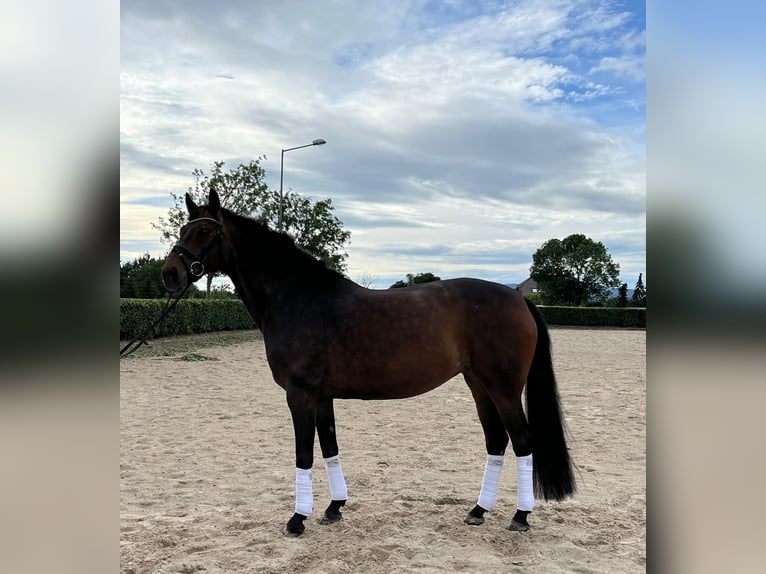 Hanoverian Mare 15 years 16 hh Brown in Coppenbrügge