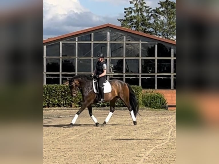 Hanoverian Mare 15 years 16 hh Brown in Coppenbrügge