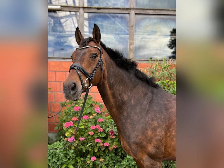 Hanoverian Mare 15 years 16 hh Brown in Coppenbrügge