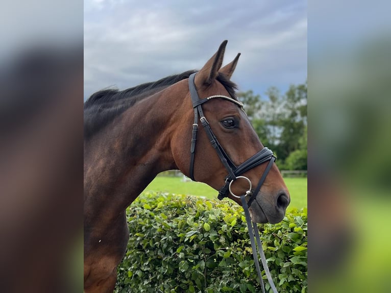 Hanoverian Mare 15 years 16 hh Brown in Coppenbrügge