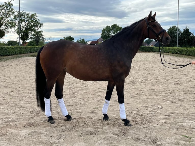 Hanoverian Mare 15 years 16 hh Brown in Coppenbrügge