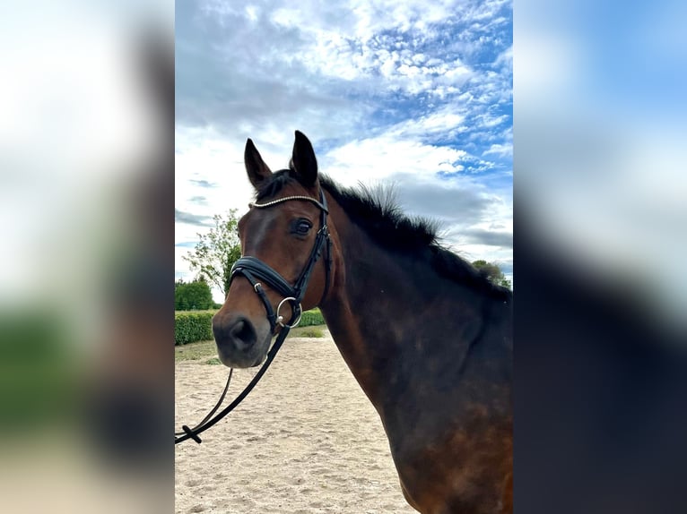 Hanoverian Mare 15 years 16 hh Brown in Coppenbrügge