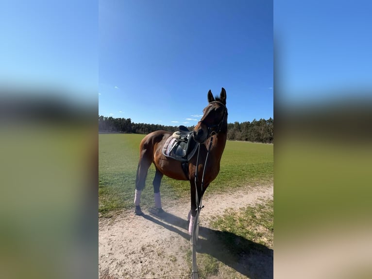 Hanoverian Mare 15 years 16 hh Brown in Uetze