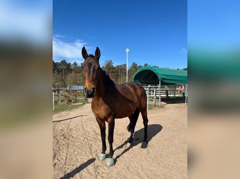 Hanoverian Mare 15 years 16 hh Brown in Uetze