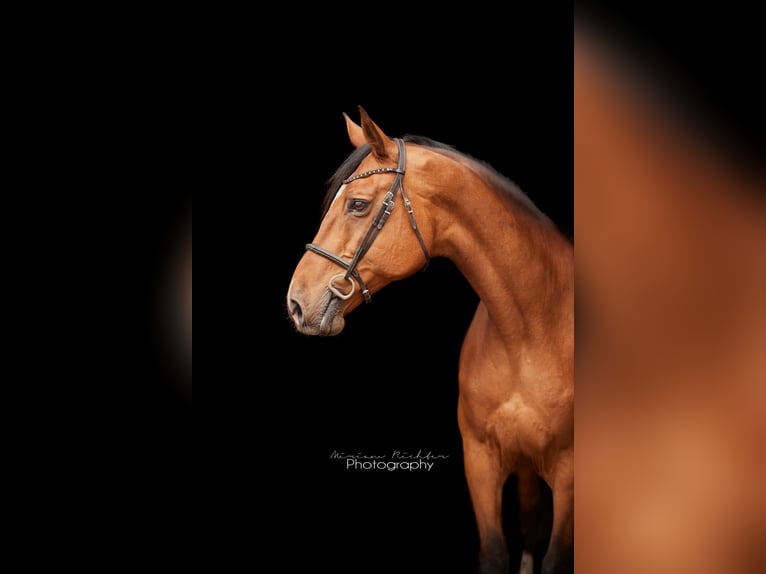 Hanoverian Mare 15 years 16 hh Brown in Leipzig